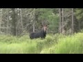 Moose Encounter (edited) Moose Encounter (edited)