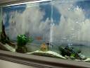 Reaction Aquarium.MPG Reaction Aquarium.MPG