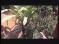 Orchid Errors with Brian, the orchid guyâ„¢