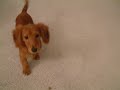 Kelly the mini longhaired dachshund