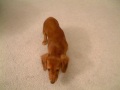 Kelly the mini longhaired dachshund