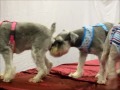 Petsland 2011 Fashion Show