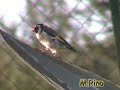 Cardellino