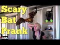 Attic Bat Prank