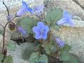Harold Budd, Clive Wright , Desert Blooms
