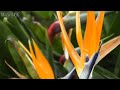 La Gomera Canary Islands Excursion Guide by Silverline Video Productions Tenerife