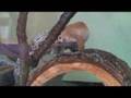 Leopard-Gecko-Lizard