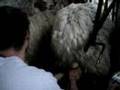 Mussomeli-Bakky la storia della baronessa 3°parte -ANTISTRES