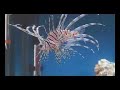 WOW! Lion Fish Eating Live Fish in Slow Motion WOW! Lion Fish Eating Live Fish in Slow Motion