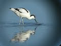 An avocet at Brownsea Island