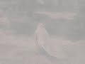 Pieces of reality - Nicla -☺♪