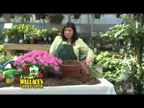 how to fertilize outdoor flowers