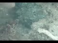 amaging camouflage Octopus cyanea Gray amaging camouflage Octopus cyanea Gray