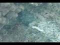 amaging camouflage Octopus cyanea Gray
