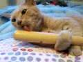 Buttercup- the stupid cat