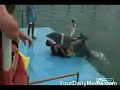 Dolphin Shows Some Love