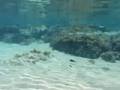 videos de S.T.O.U.P.A.2.0.0.8.a