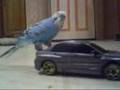 Parakeet driving an EVO 9 MR Big bird is Pimpin