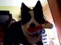 Border Collie video