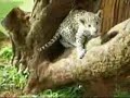 Cheetah, Jaguar and Tiger Playing