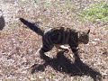 Flipper the cat, on YouTube