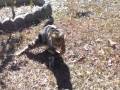 videos de Flipper the cat, on YouTube