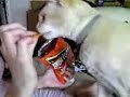 Cat eating doritos