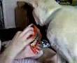 Cat-eating-doritos
