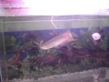 videos de arowana eats gold fish at Nakshatra Gems, Mulund,Mumbai
