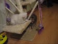 ポメラニアン動画