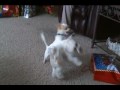 $5 on the Fluffy One!  Xmas Puppies