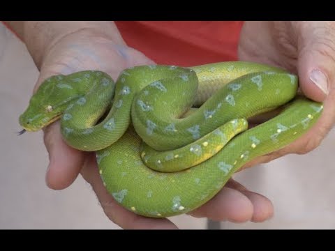 YouTube reptile video