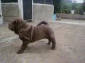 Shar pei Kioma  pup