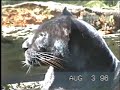White Lion , Black Jaguar, Regular Jaguar