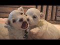 5-Kissing-Each-Other