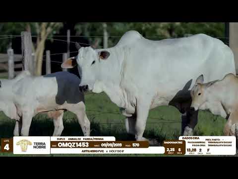 1� De Olho na Fazenda - Terra Nobre