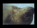 ONE DAY IN THE HARD LIFE OF THE SEAL