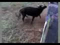 Las Vaquillas de Orcera en el Corral de mi tío Pepito Las Vaquillas de Orcera en el Corral de mi tío Pepito