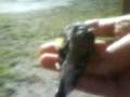 videos de suelta de jilguera tras su captura