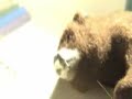THE MAD BEARS MOTHER FUKKIN CAKE THE MAD BEARS MOTHER FUKKIN CAKE