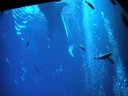 duabi atlantis