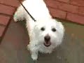 WestieWalk Salem