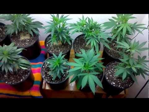 how to transplant purple queen