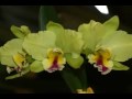 EXPOSIÇÃO DE ORQUIDEAS EM BRUSQUE
