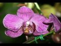 orquideas BRUSQUE by ISAO