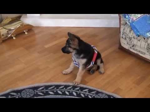 YouTube Трейлер