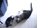 Dog Meets Cat