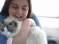 Ragdoll 7 Ragdoll 7
