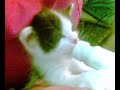 TIRUMBO TOMANDO LECHE 2
