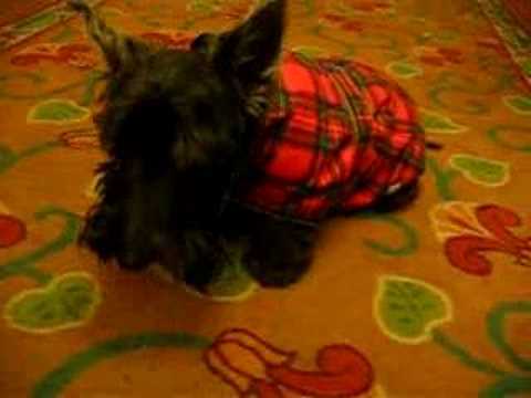 Scottish Terrier luvs treats Pt. 2